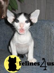 Kitty Picture 2